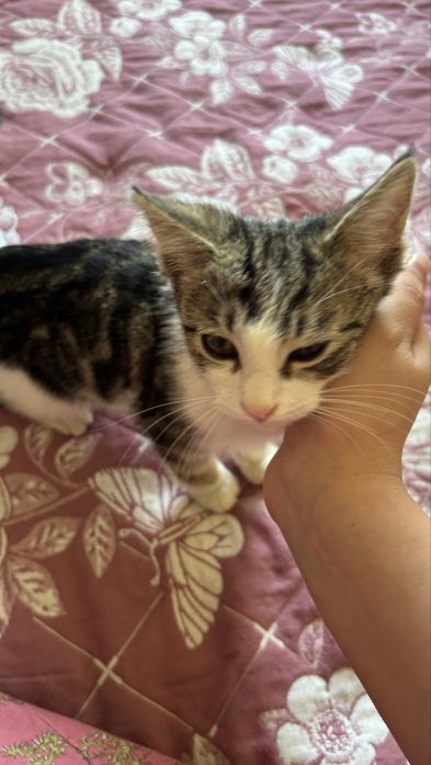 Котенок3месяцев мальчик