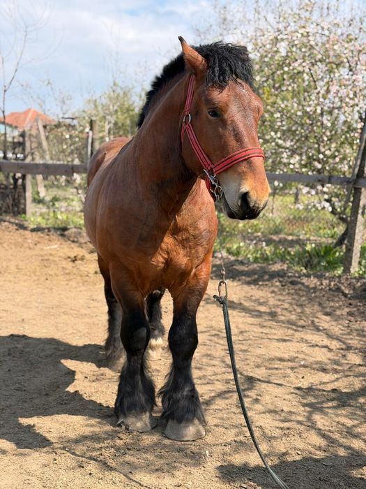 Armăsar ardenez de montă