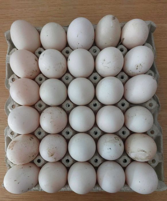 Vând ouă de rață și găină proaspete, de la păsări crescute natural