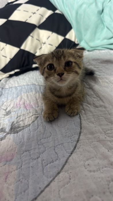 Котенок смесь шотландки и абиссинца