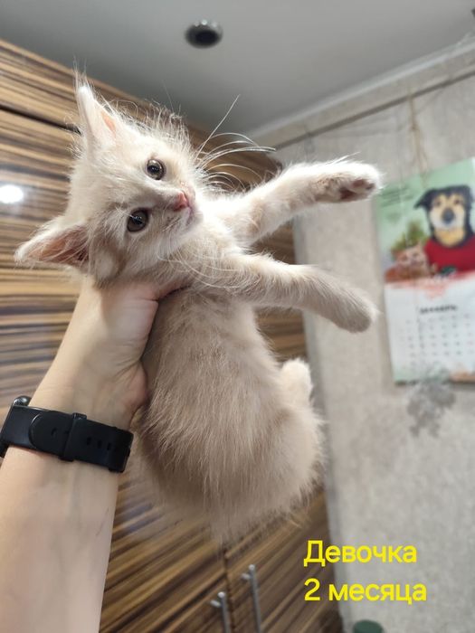 Отдам котят в добрые руки
