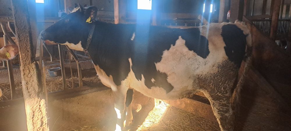 Vând junica holstein