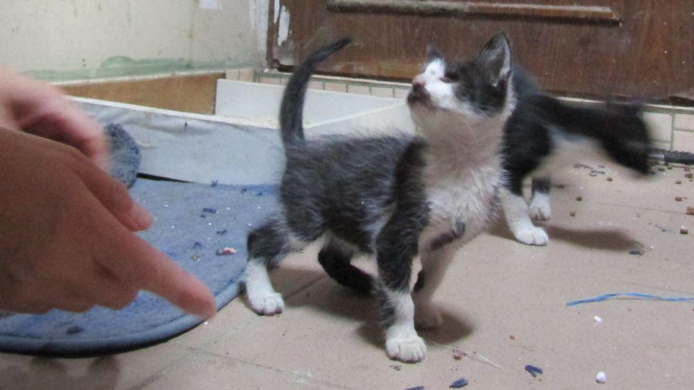 Adopție pisicuțe