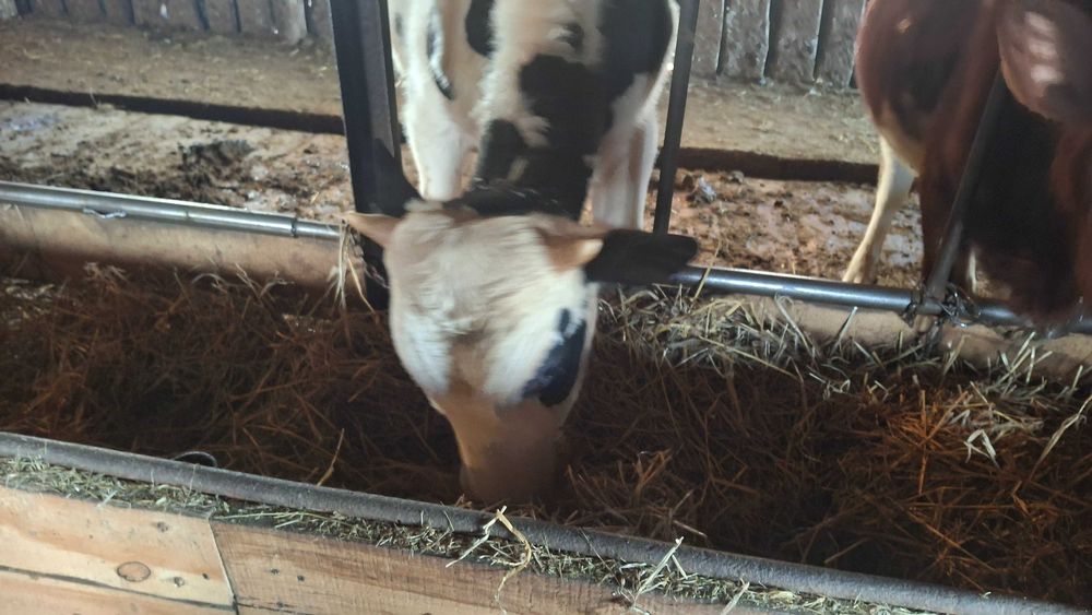 Продам бычков на доращивание