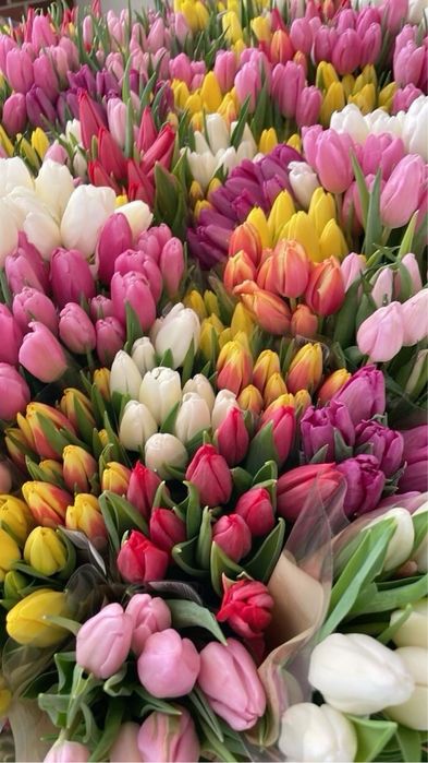 Тюльпаны Предзаказ Караганда