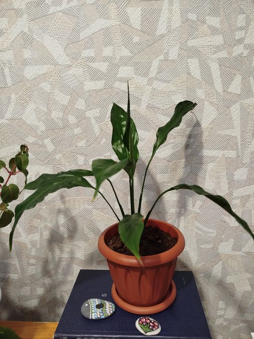 Женское счастье (спатифиллум)