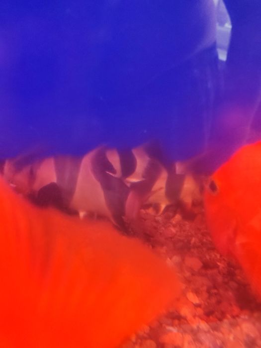 Продаю Боция Клоун