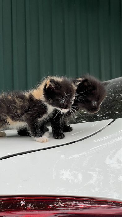 Котята в добрые руки