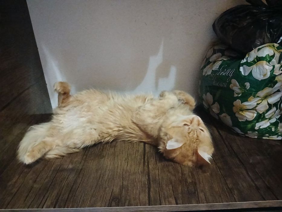 Мейн кун сотилади келишамиз