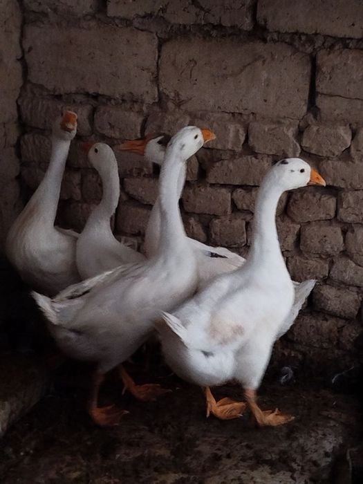 Ĝozlar zoti yxshi