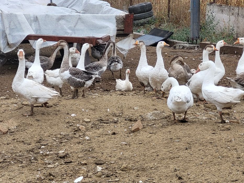 Gate de vanzare la alegere 100 lei buc