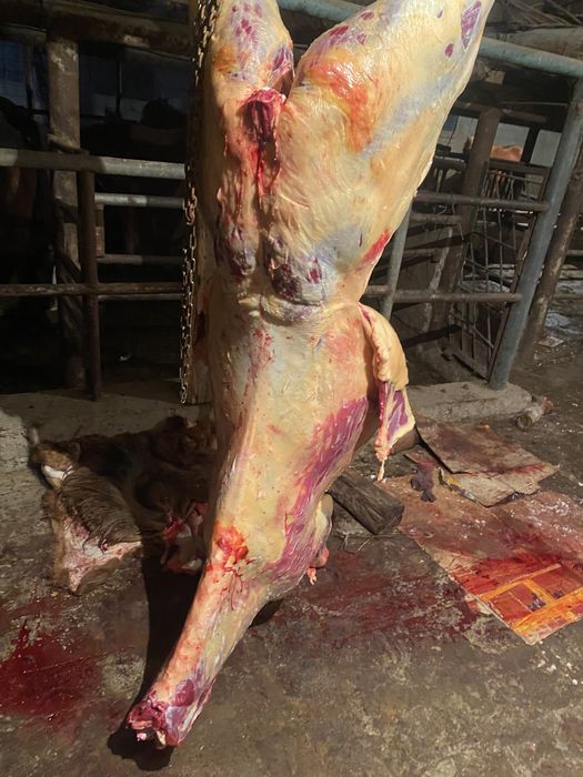 байтал кунажын кумнын