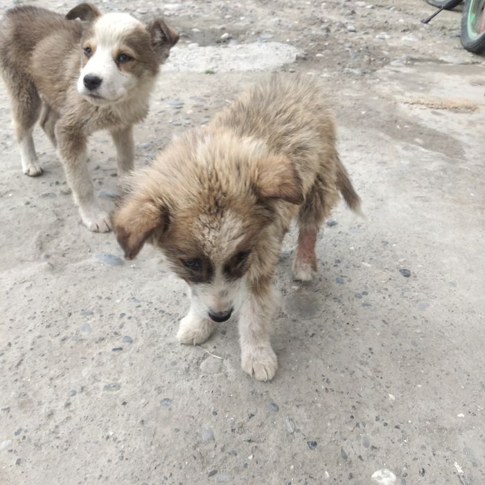 Chorva bilan shug'ullanadigan aka-ukalarimizga 3 ta aqlli kuchukchalar