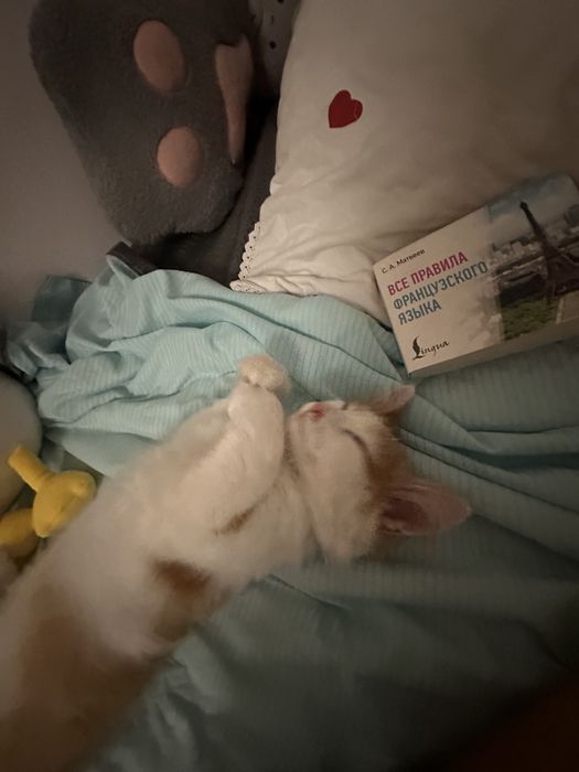 Котенок породистый