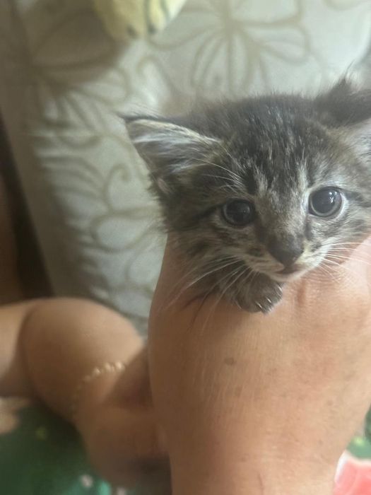 Отдам котят девочки
