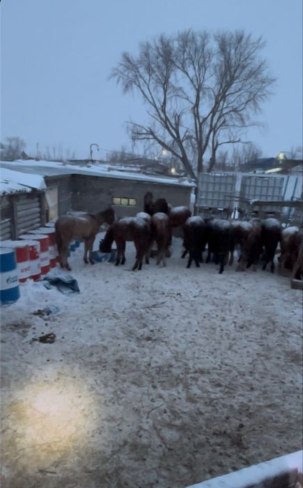 Жабағылар сатылады