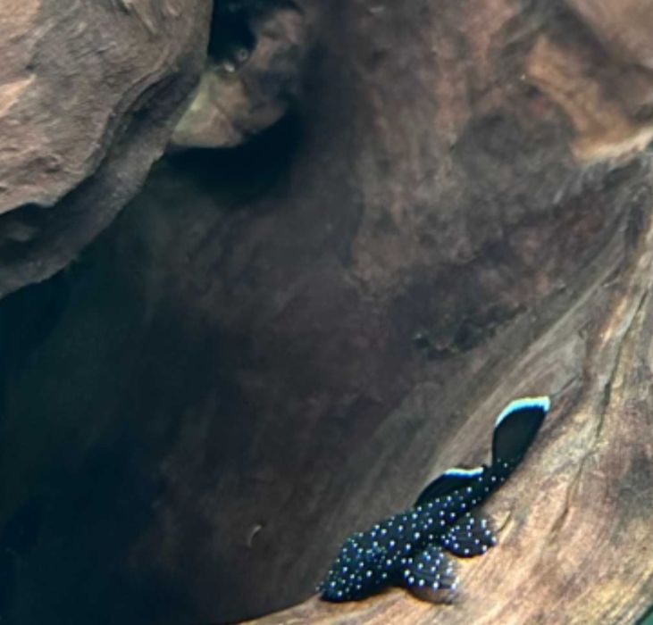 Номерные сомики L-181, Звёздчатые.