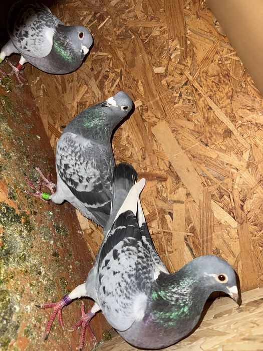 Disponibili porumbei din lipsa de spatiu