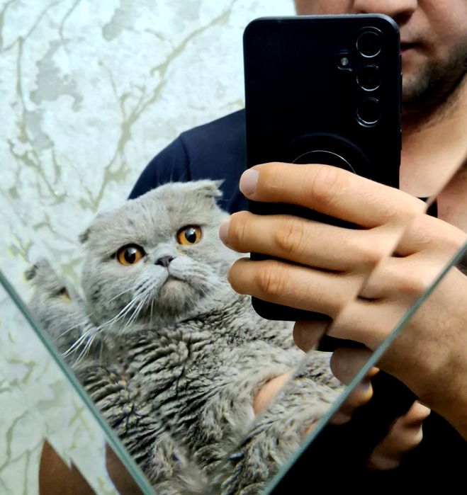 Вязка скоттиш фолд мальчик чистокровный