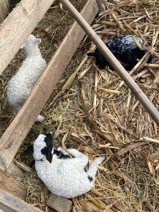 Vand. Miei. De. Doi.