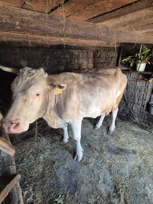 Vaca Gestanta 8 luni si jumatate 20L