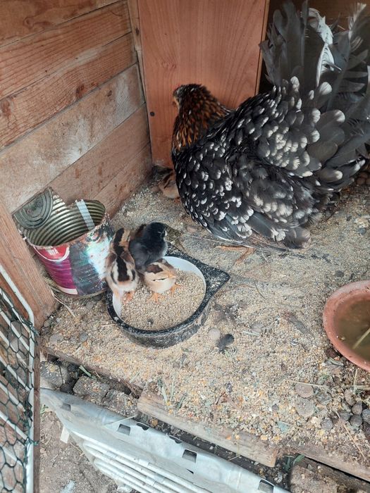 Vând closca iopana cu 6 pui