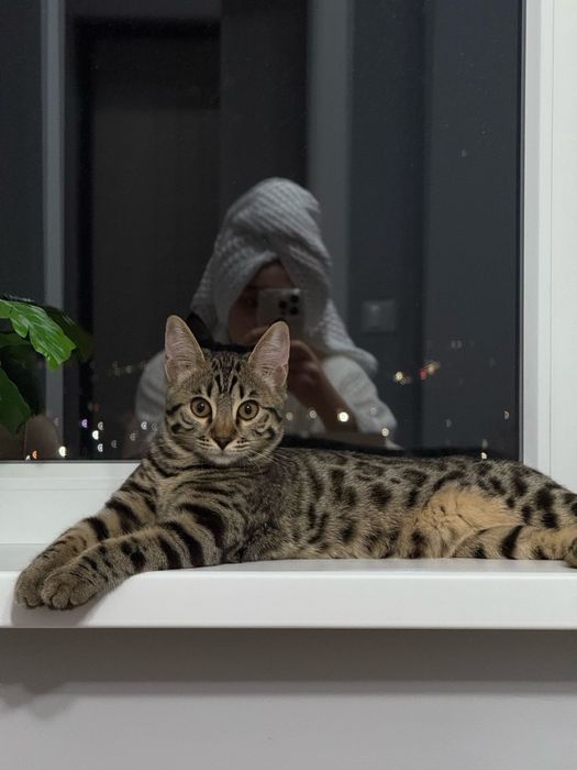 Отдам в хорошие руки кошку