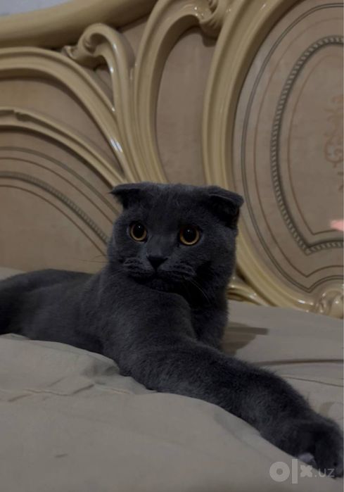 Scottish Fold zotli chiroyli erkak mushuk sotiladi