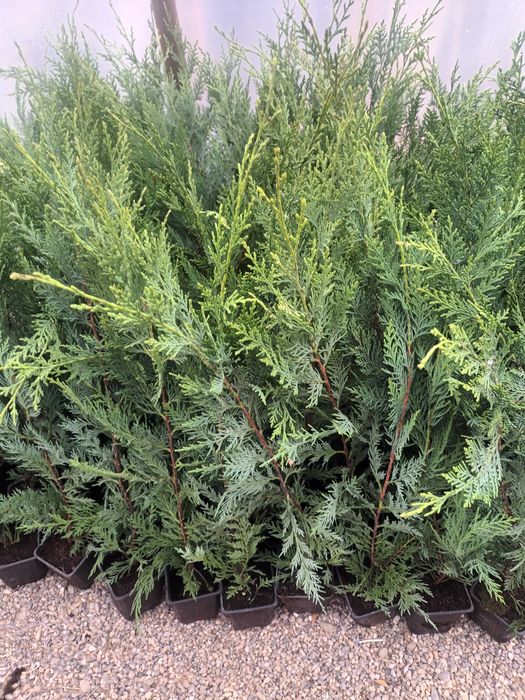 Tuia/ Chiparos leylandii 60-80cm/ Cupressocyparis/ Gard viu vesnic ver