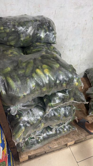 Продам огурцы грунтовые