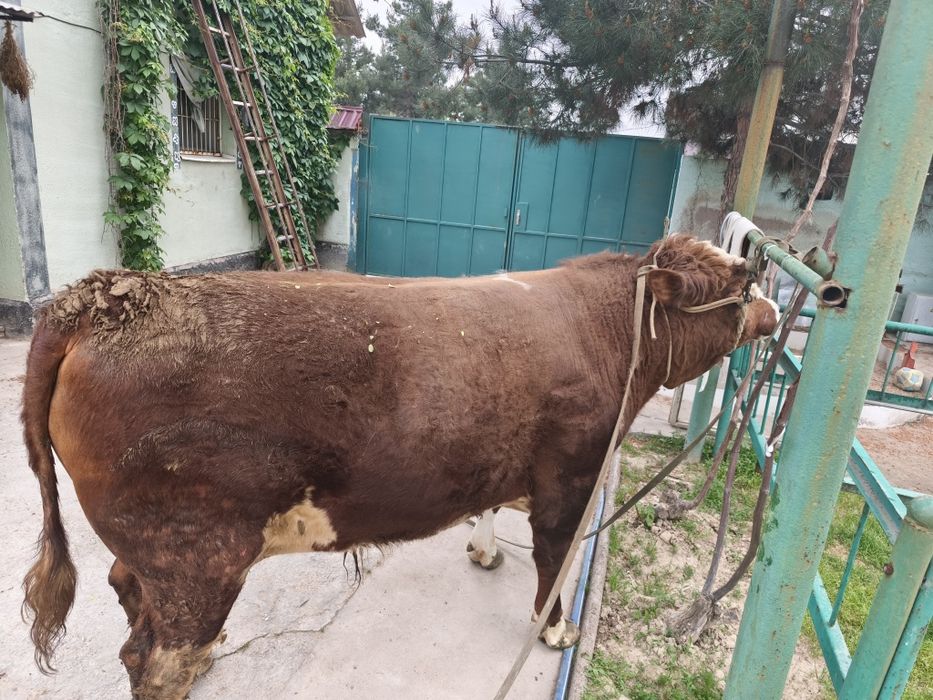Продам быка сименталь