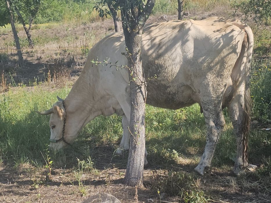 Vand o vaca de 5 ani gestanta in 4-5 luni