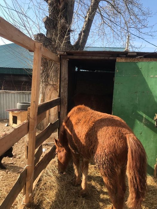 ПРОДАМ двух тайчиков