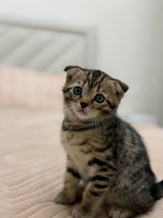 Котята Котята Котята