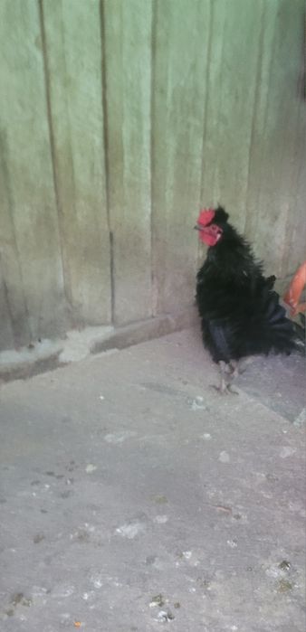 Cocosei frizati  2025