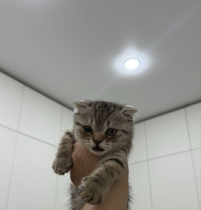 Шотландский вислоухий котенок
