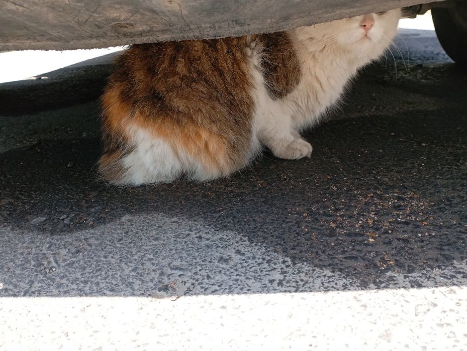 Кошка приручина к лотку