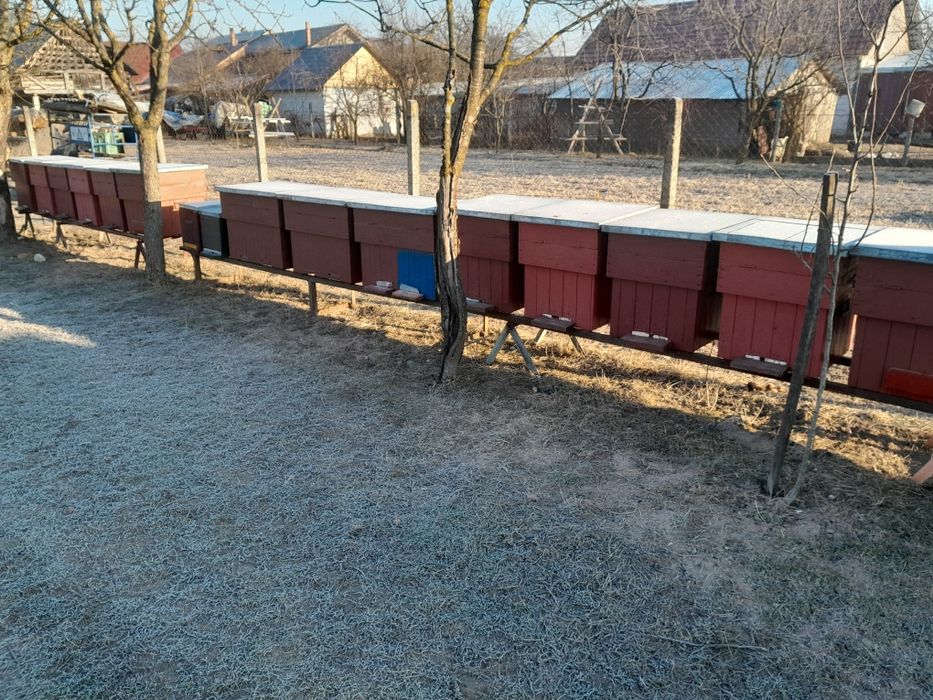 Vând 9 stupi pe 10rame