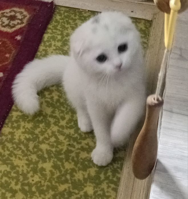 Продаётся скотишь вислаухая девочка