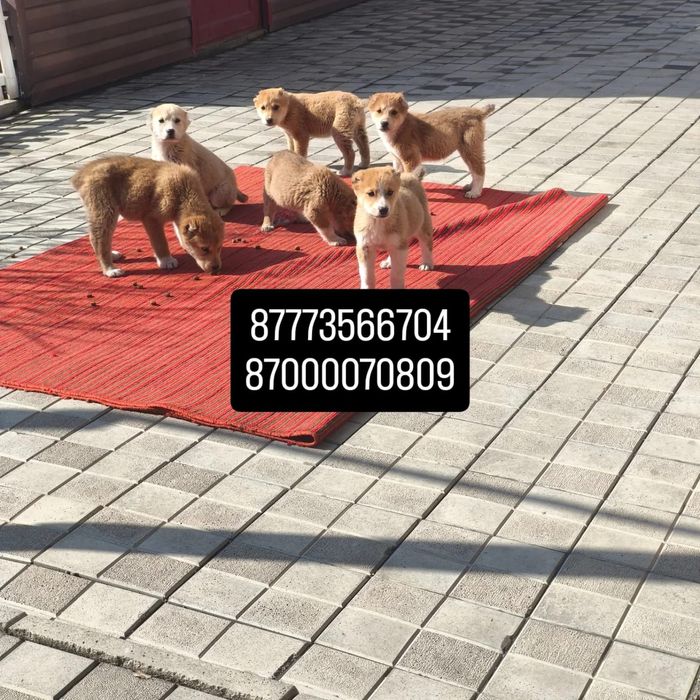 Отдам щенков бесплатно