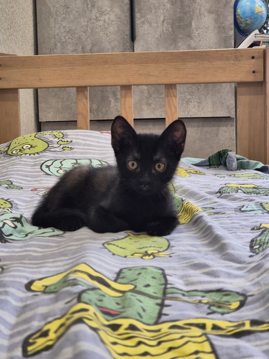 Чёрные котятки ищут дом