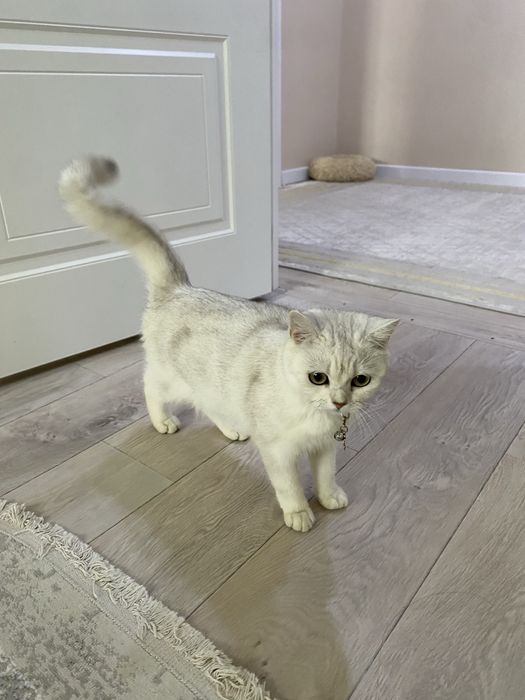 Британская кошка