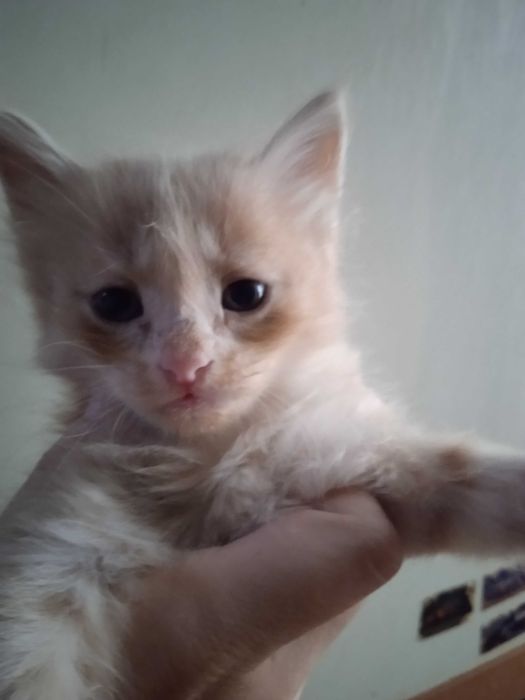 Котята турецкой ангоры, рыжие, мальчики 40 дней.