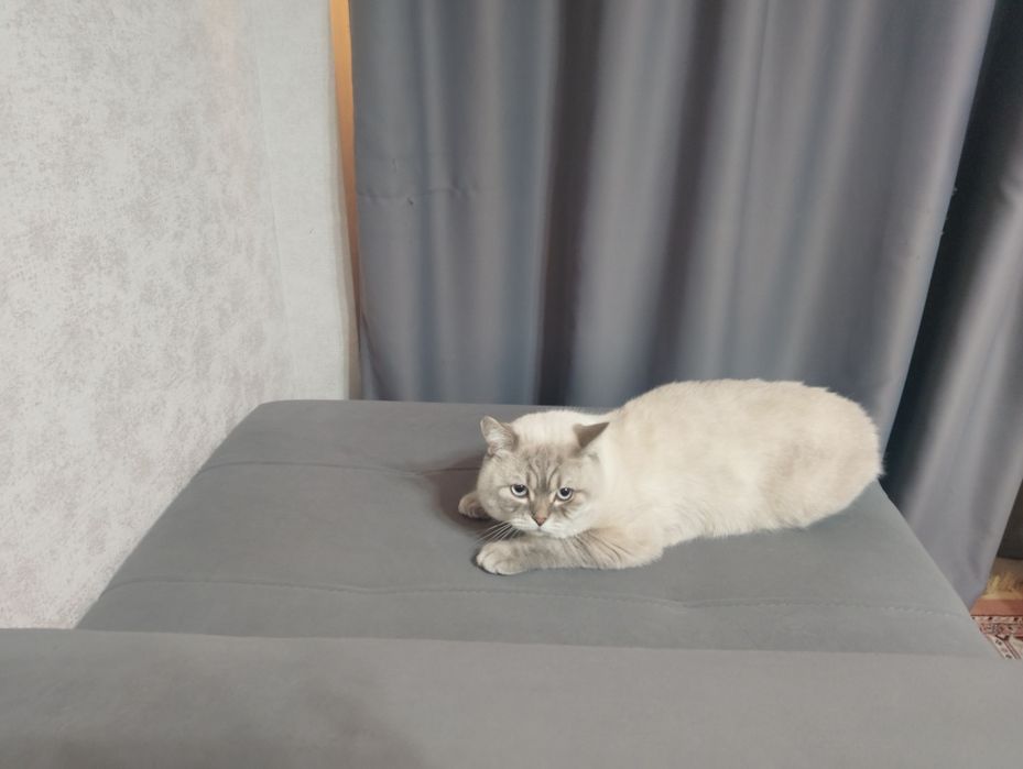 Красивый     кот