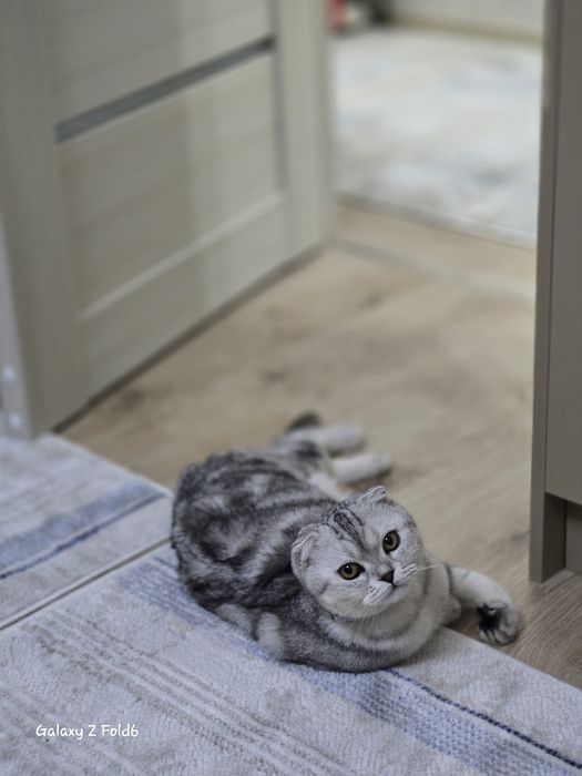 Скотиш фолд серебристый окрас