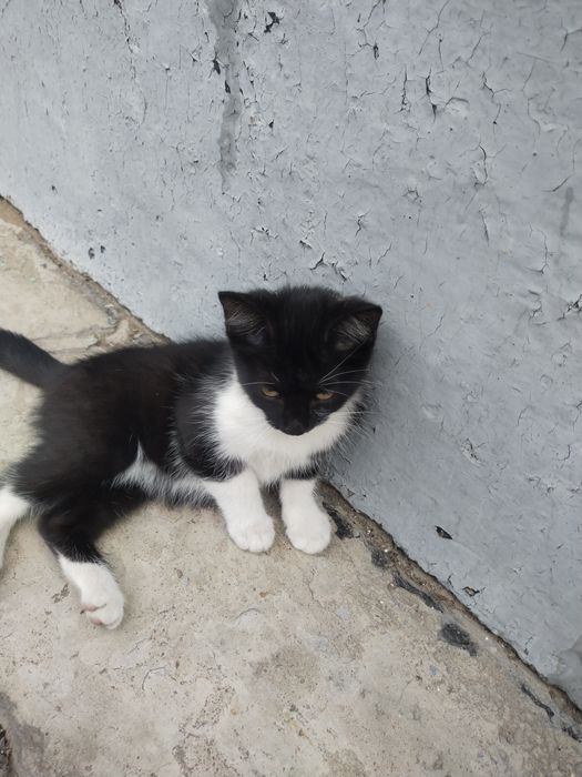 Отдам котят бесплатно