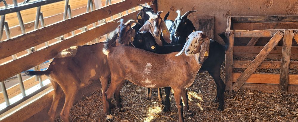 Capre anglo nubiene cu pedigree