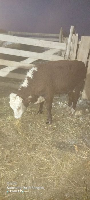 Бука сатылады...