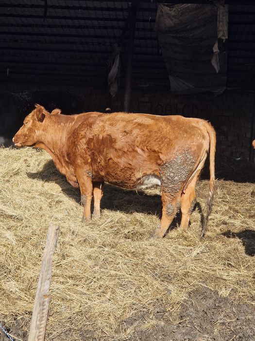 Vand animale de la vitei la vaci ci vitei angus si baltate 40 de bucat