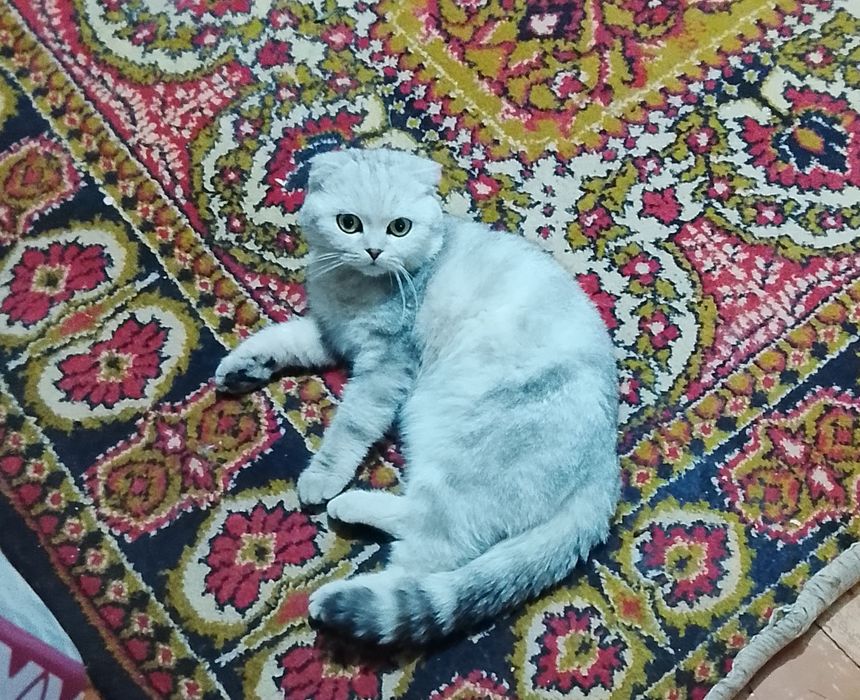 Вязка породистого кота